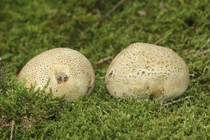 Gerahmter Druck : Erdball (Scleroderma citrinum) Gerahmter Druck : Erdball (Scleroderma citrinum)