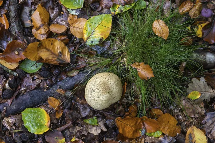 Gerahmter Druck : Erdball (Scleroderma), Deutschland Gerahmter Druck : Erdball (Scleroderma), Deutschland