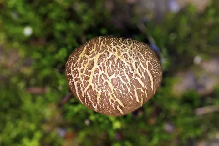 Gerahmter Druck : Erdball (Scleroderma), Deutschland Gerahmter Druck : Erdball (Scleroderma), Deutschland