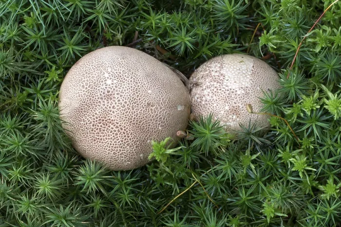 Gerahmter Druck : Erdball (Scleroderma) in Moos. Gerahmter Druck : Erdball (Scleroderma) in Moos.