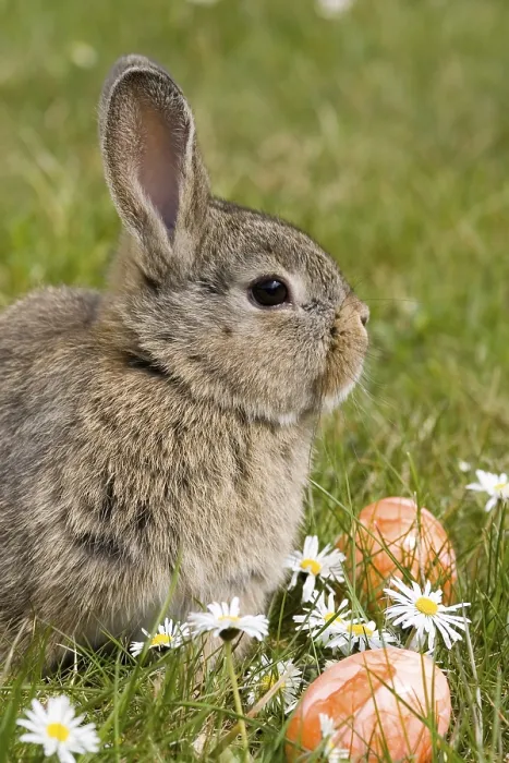 Gerahmter Druck : Osterhase, Zwergböck wilder grauer Gerahmter Druck : Osterhase, Zwergböck wilder grauer
