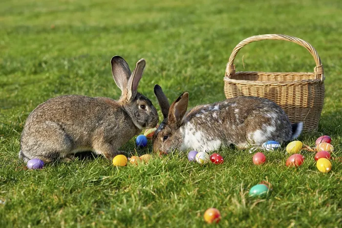 Gerahmter Druck : Osterhase mit Eiern. Gerahmter Druck : Osterhase mit Eiern.