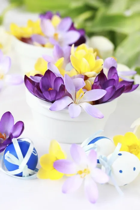 Gerahmter Druck : Osterdetail mit Krokusblumen oder Frühlingsmotiv. Gerahmter Druck : Osterdetail mit Krokusblumen oder Frühlingsmotiv.