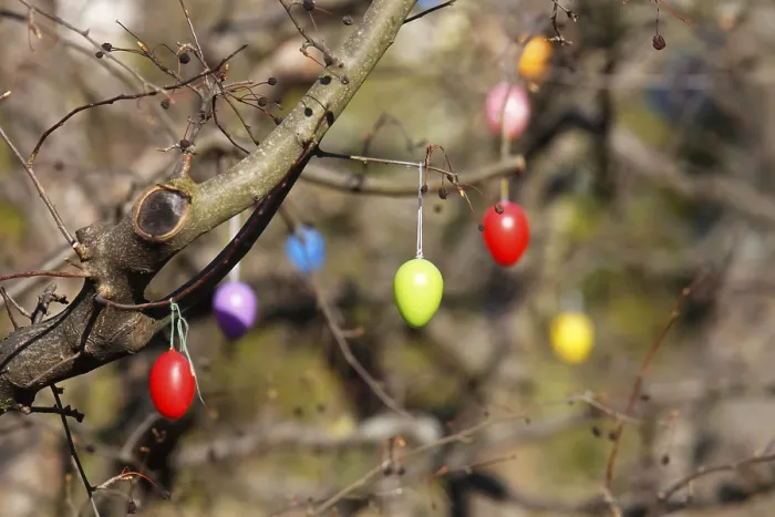 Gerahmter Druck : Ostereier auf einem Baum, Dresden, Sachsen. Gerahmter Druck : Ostereier auf einem Baum, Dresden, Sachsen.