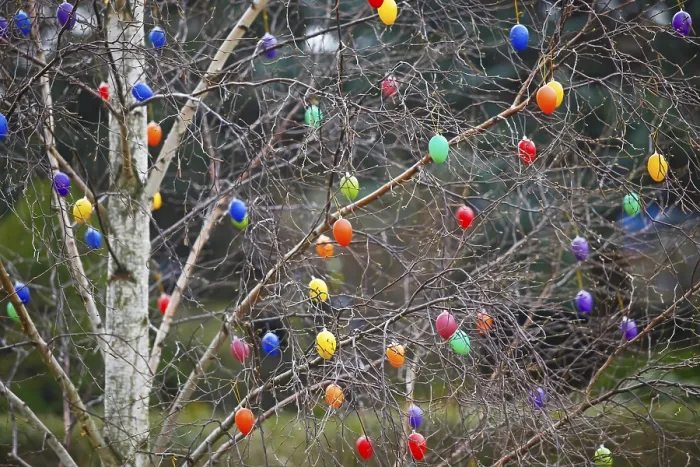 Gerahmter Druck : Ostereier auf einem Baum in Dresden, Sachsen Gerahmter Druck : Ostereier auf einem Baum in Dresden, Sachsen