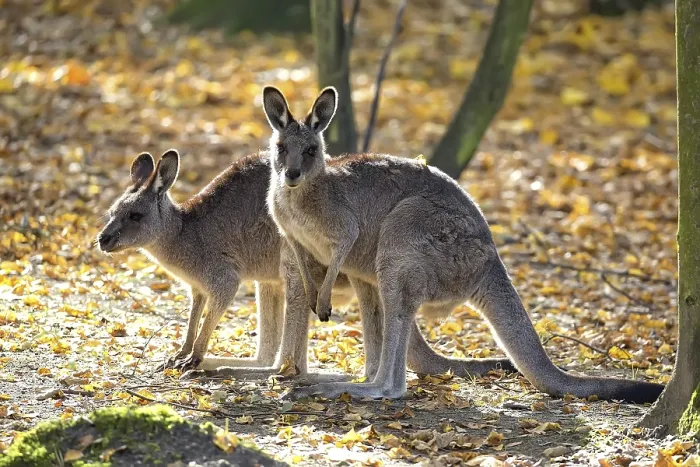 Gerahmter Druck : Ostlicher Grauer Wallaby in einem Lichtungen. Gerahmter Druck : Ostlicher Grauer Wallaby in einem Lichtungen.