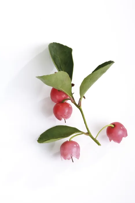 Gerahmter Druck : Gaultheria procumbens Gerahmter Druck : Gaultheria procumbens