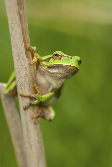 Gerahmter Druck : Ostbaumfrosch, Hyla orientalis Gerahmter Druck : Ostbaumfrosch, Hyla orientalis