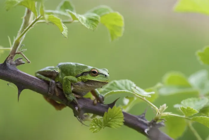 Gerahmter Druck : Ostbaumfrosch, Hyla orientalis. Gerahmter Druck : Ostbaumfrosch, Hyla orientalis.