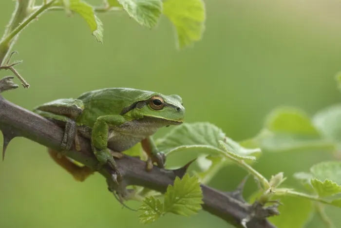 Gerahmter Druck : Ostbaumfrosch, Hyla orientalis Gerahmter Druck : Ostbaumfrosch, Hyla orientalis