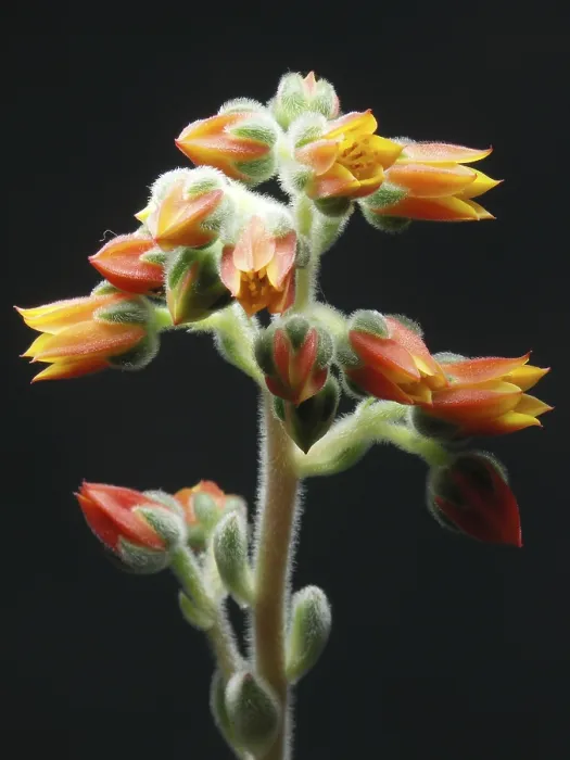 Gerahmter Druck : Echeveria setosa Gerahmter Druck : Echeveria setosa