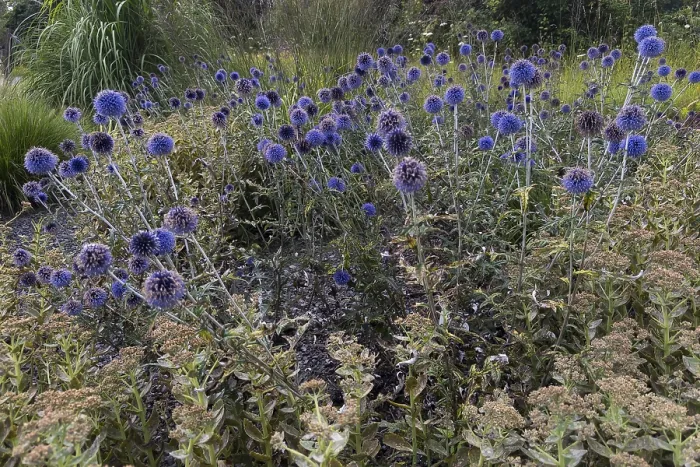 Gerahmter Druck : Echinops bannaticus Gerahmter Druck : Echinops bannaticus