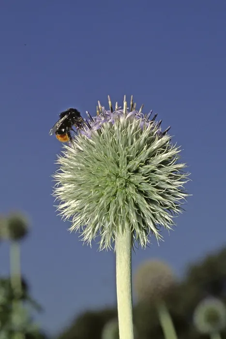 Gerahmter Druck : Echinops ritro, ssp. ruthenicus Gerahmter Druck : Echinops ritro, ssp. ruthenicus