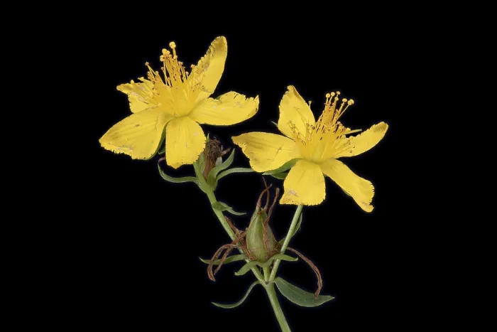 Gerahmter Druck : Echtes Johanniskraut (Hypericum perforatum)