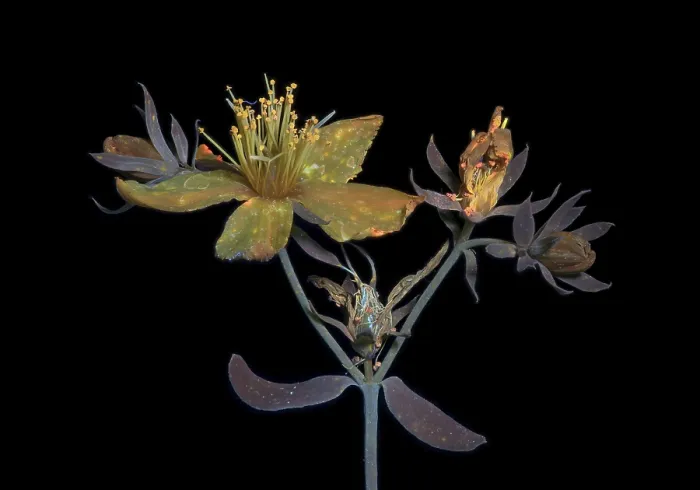 Gerahmter Druck : Echtes Johanniskraut (Hypericum perforatum) Gerahmter Druck : Echtes Johanniskraut (Hypericum perforatum)