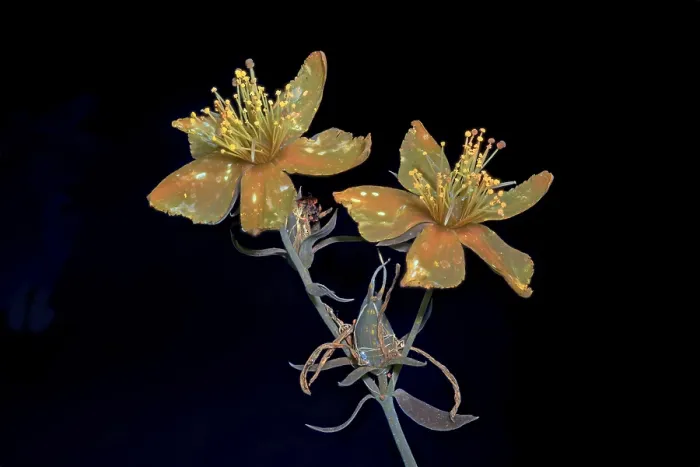 Gerahmter Druck : Echtes Johanniskraut (Hypericum perforatum) Gerahmter Druck : Echtes Johanniskraut (Hypericum perforatum)