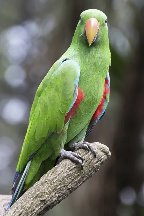 Gerahmter Druck : Eclectus-Papagei, Eclectus roratus Gerahmter Druck : Eclectus-Papagei, Eclectus roratus