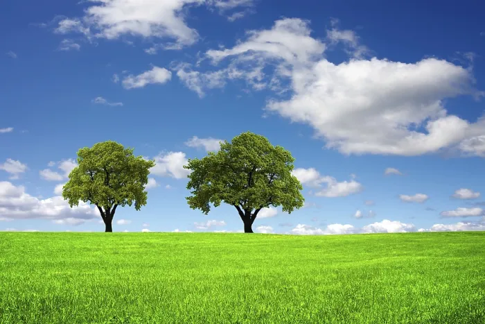 Gerahmter Druck : Ökologischer Landschaftsbild Gerahmter Druck : Ökologischer Landschaftsbild