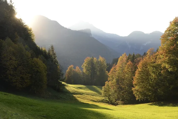 Gerahmter Druck : Rand des Waldes mit Abendsonne. Gerahmter Druck : Rand des Waldes mit Abendsonne.