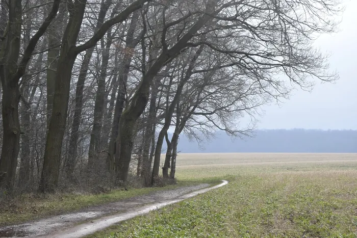Gerahmter Druck : Rande des Waldes, Waldstraße Gerahmter Druck : Rande des Waldes, Waldstraße
