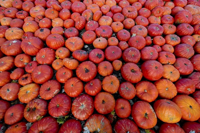 Gerahmter Druck : Essbare Kürbisse oder Kürbis (Cucurbita) Gerahmter Druck : Essbare Kürbisse oder Kürbis (Cucurbita)