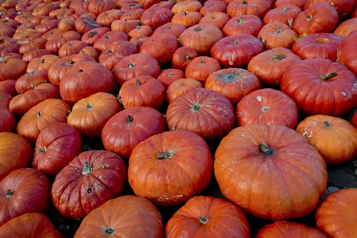 Gerahmter Druck : Essbare Kürbisse oder Kürbisarten (Cucurbita) Gerahmter Druck : Essbare Kürbisse oder Kürbisarten (Cucurbita)
