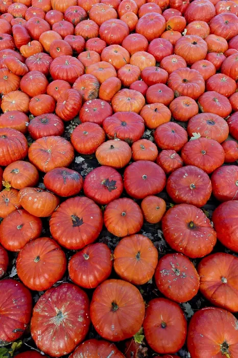 Gerahmter Druck : Essbare Kürbisse oder Zucchini (Cucurbita) Gerahmter Druck : Essbare Kürbisse oder Zucchini (Cucurbita)