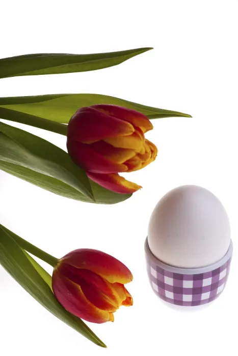 Gerahmter Druck : Eier und Tulpen im Frühling. Gerahmter Druck : Eier und Tulpen im Frühling.