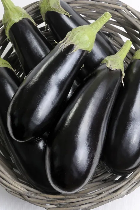 Gerahmter Druck : Schwarze Auberginen in einem Korb. Gerahmter Druck : Schwarze Auberginen in einem Korb.