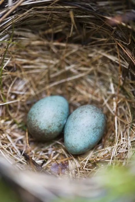 Gerahmter Druck : Zwei Eier in einem Nest. Gerahmter Druck : Zwei Eier in einem Nest.