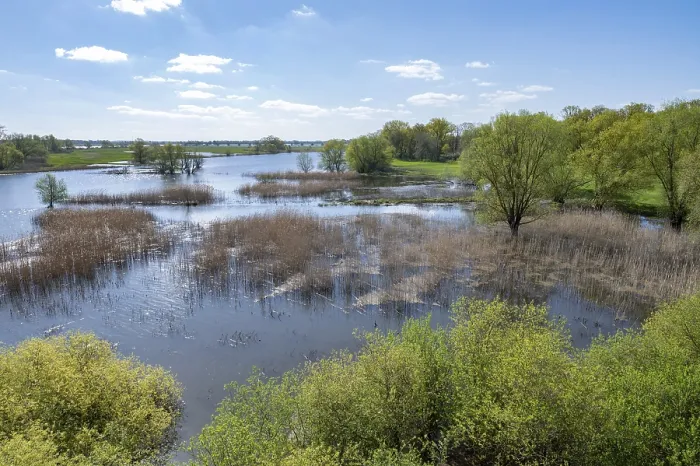 Gerahmter Druck : Elbauen, Überschwemmungslandschaft. Gerahmter Druck : Elbauen, Überschwemmungslandschaft.