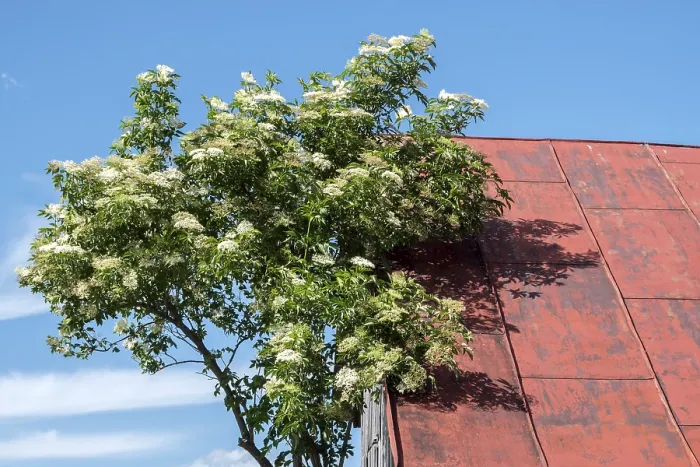 Gerahmter Druck : Elder (Sambucus), in Blüte, Oberstdorf Gerahmter Druck : Elder (Sambucus), in Blüte, Oberstdorf