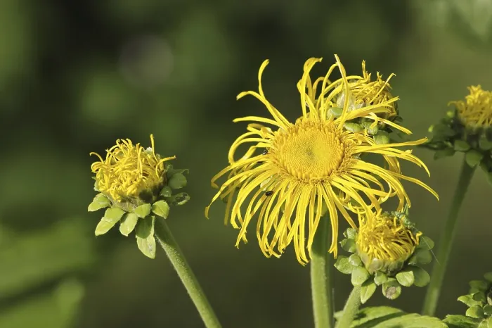 Gerahmter Druck : Elekampane (Inula helenium), Blüte. Gerahmter Druck : Elekampane (Inula helenium), Blüte.