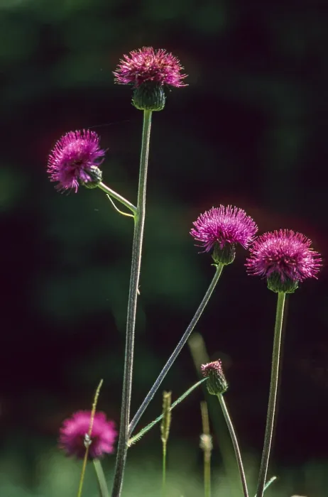 Gerahmter Druck : Elekampanen Distel, Asteraceae. Gerahmter Druck : Elekampanen Distel, Asteraceae.