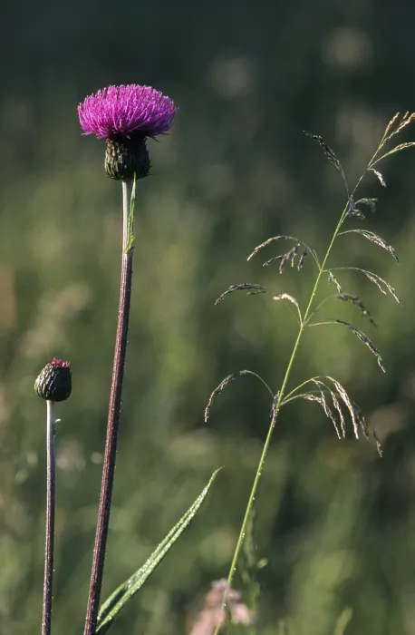 Gerahmter Druck : Elekampanenthon, Asteraceae Gerahmter Druck : Elekampanenthon, Asteraceae