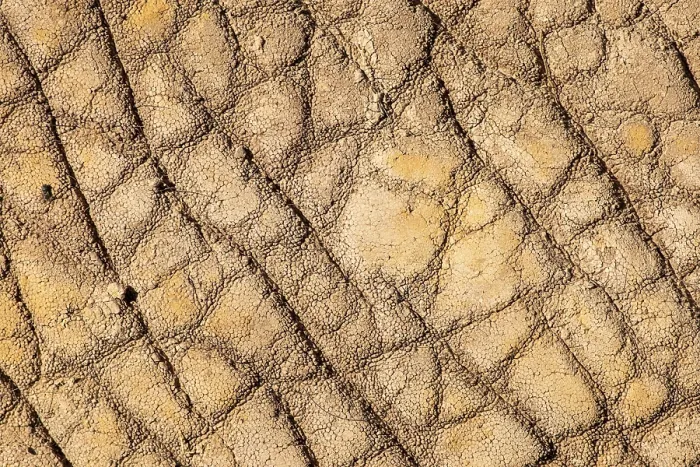 Gerahmter Druck : Elefanten-Hintergrund und Textur Nahansicht Gerahmter Druck : Elefanten-Hintergrund und Textur Nahansicht