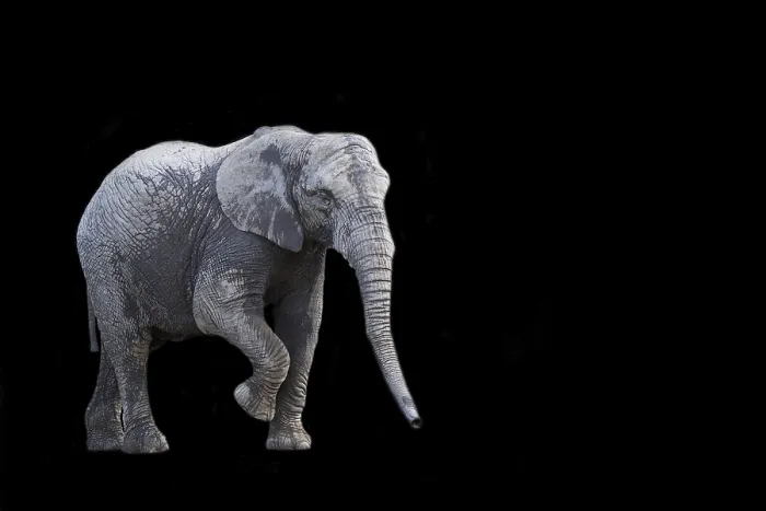 Gerahmter Druck : Ein Elefant auf schwarzem Hintergrund Gerahmter Druck : Ein Elefant auf schwarzem Hintergrund