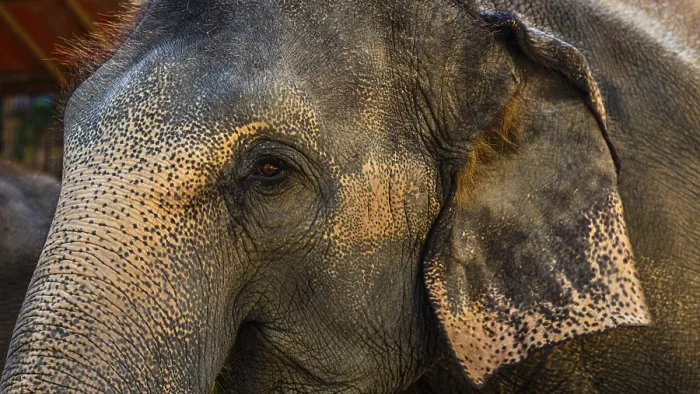 Gerahmter Druck : Elefant (Elephantidae) in Gefangenschaft. Gerahmter Druck : Elefant (Elephantidae) in Gefangenschaft.