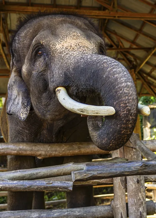 Gerahmter Druck : Elefant (Elephantidae) in Gefangenschaft.