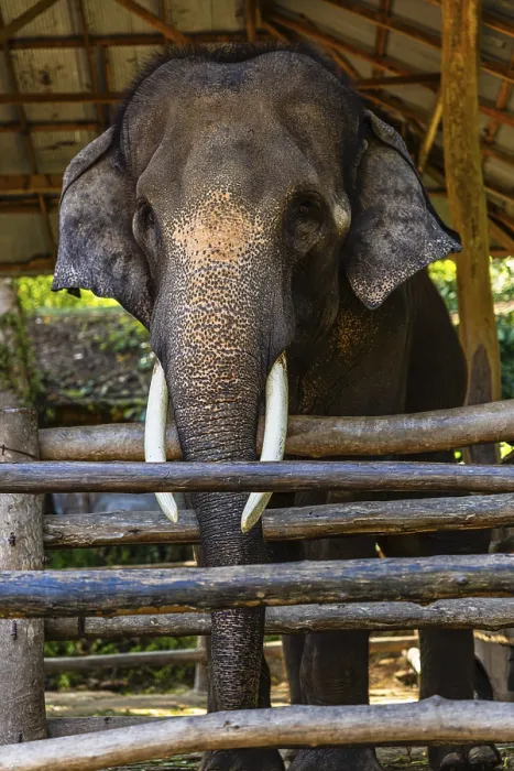 Gerahmter Druck : Elefant (Elephantidae) in Gefangenschaft.