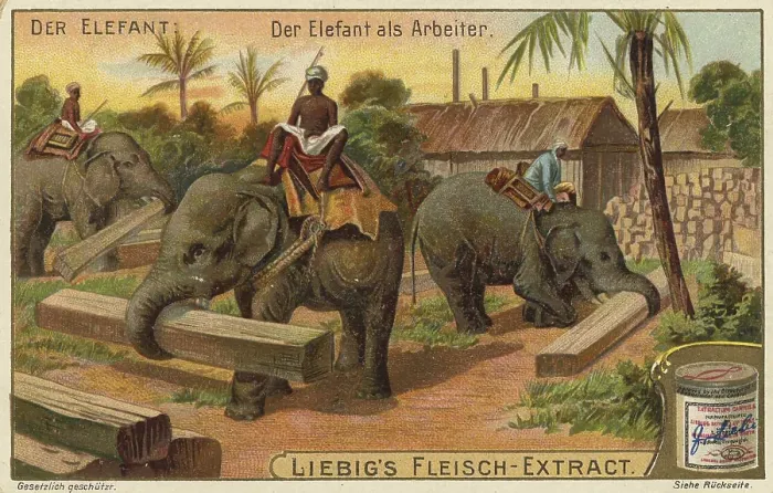 Gerahmter Druck : Die Elefanten-Serie. Gerahmter Druck : Die Elefanten-Serie.