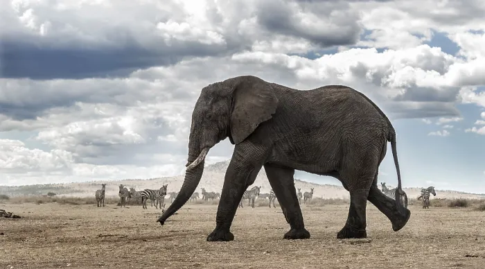 Gerahmter Druck : Elefant geht Gerahmter Druck : Elefant geht