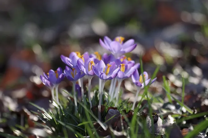 Gerahmter Druck : Elf Crocus (Crocus tommasinianus) Gerahmter Druck : Elf Crocus (Crocus tommasinianus)