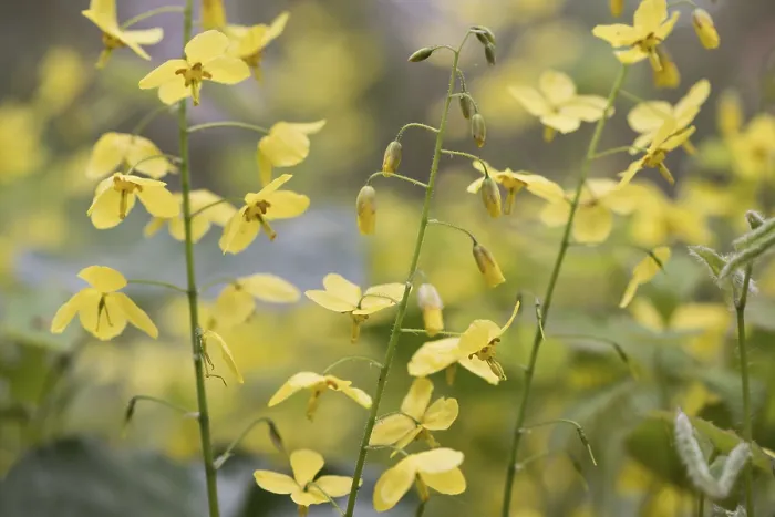 Gerahmter Druck : Epimedium perralderianum Gerahmter Druck : Epimedium perralderianum