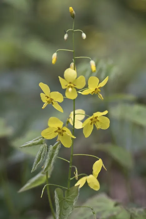 Gerahmter Druck : Epimedium perralchicum Gerahmter Druck : Epimedium perralchicum
