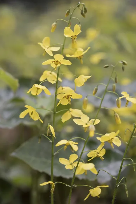 Gerahmter Druck : Epimedium perralchicum Gerahmter Druck : Epimedium perralchicum