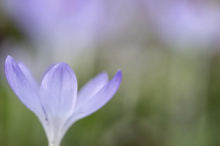 Gerahmter Druck : Elfen-Krokus (Crocus tommasinianus) Gerahmter Druck : Elfen-Krokus (Crocus tommasinianus)