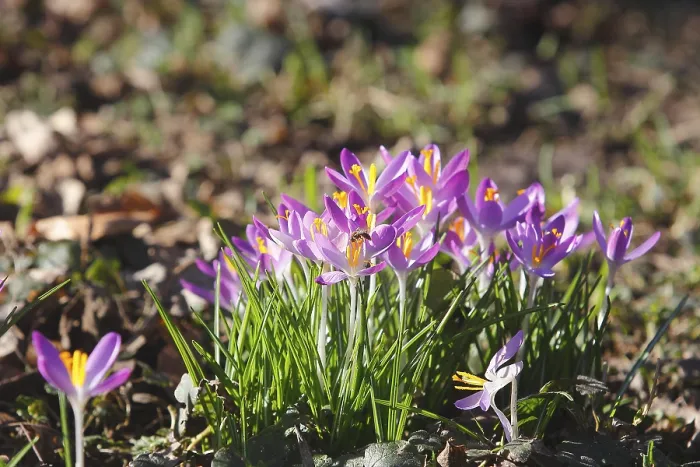 Gerahmter Druck : Elfenschlüssel (Crocus tommasinianus)
