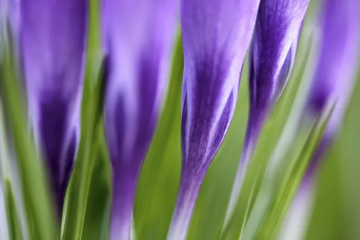 Gerahmter Druck : Elfen-Krokus (Crocus tommasinianus) Gerahmter Druck : Elfen-Krokus (Crocus tommasinianus)