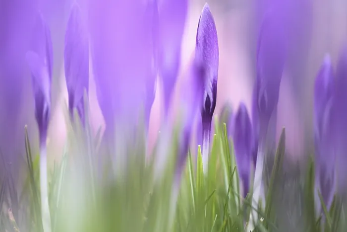 Gerahmter Druck : Elfen-Krokus (Crocus tommasinianus) Gerahmter Druck : Elfen-Krokus (Crocus tommasinianus)